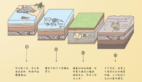化石怎么形成的，化石的形成过程