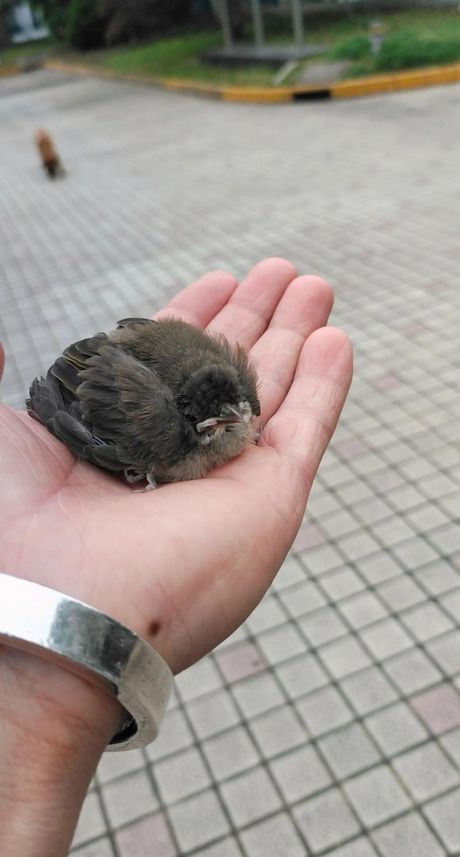 白头翁幼鸟怎么喂养，白头翁幼鸟的喂养方法
