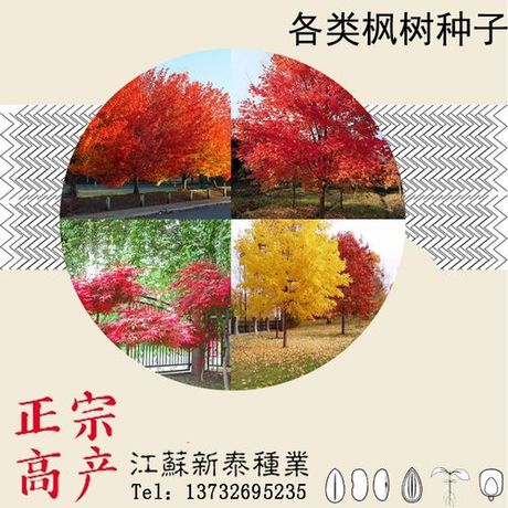 美国红枫种子种植方法