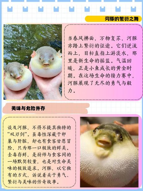 河豚为什么有毒