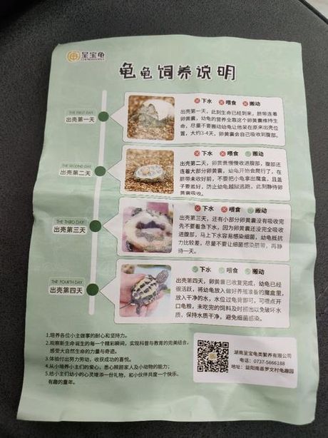 乌龟蛋孵化全攻略
