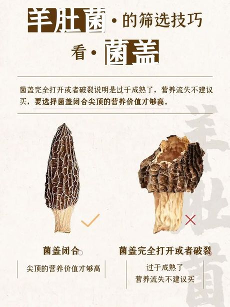 2018年羊肚菌价格揭秘