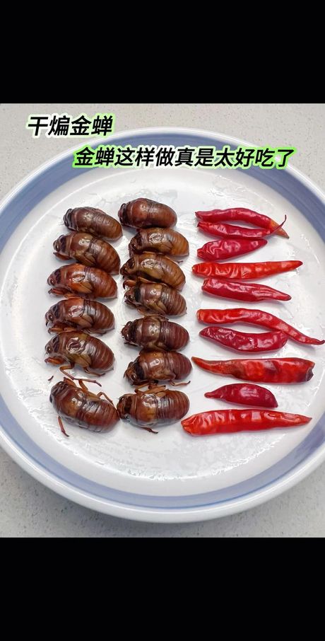 金蝉美食攻略：多种烹饪方法探索