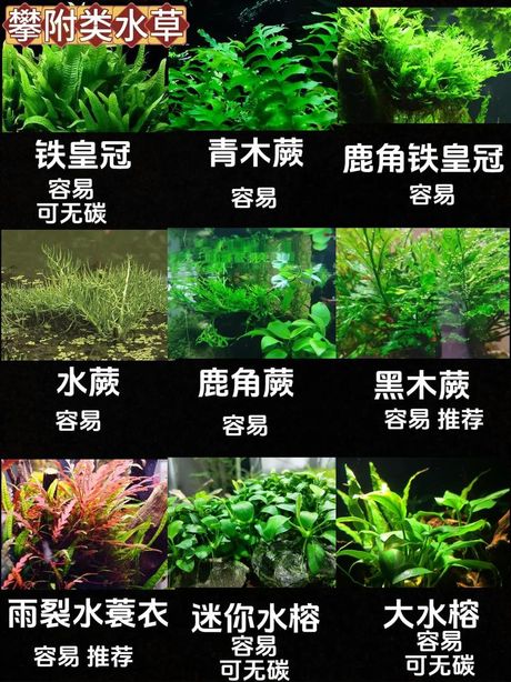 网络语“养草”是什么意思？
