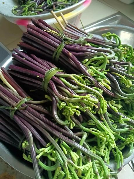 蕨菜：自然界的绿色美食