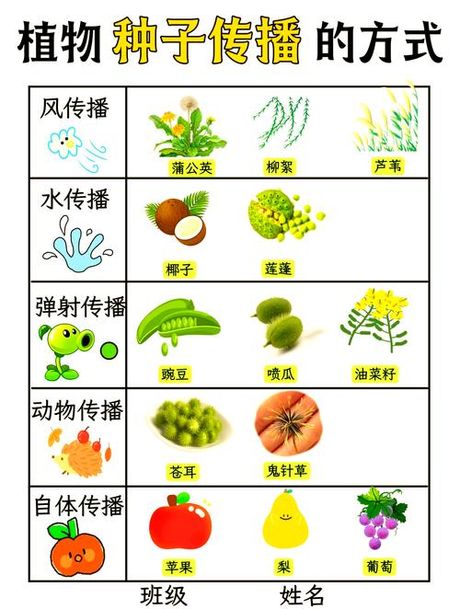 植物的传播方法