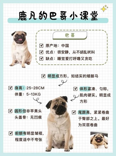 八哥狗的价格揭秘