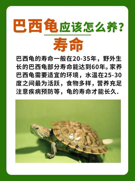 小巴西龟的饲养方法
