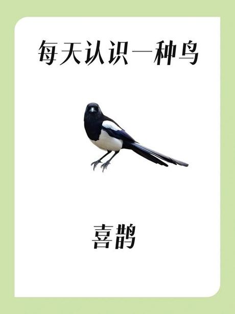 喜鹊怎么叫，喜鹊的叫声特点解析
