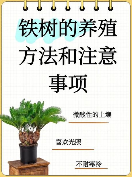 铁树的养殖方法