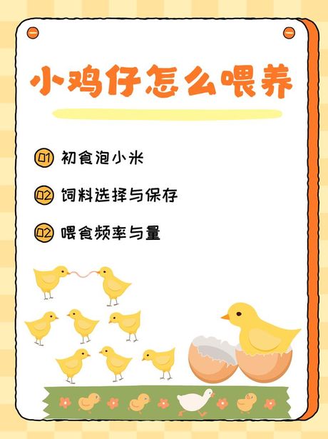 小鸡仔怎么养：全方位指南