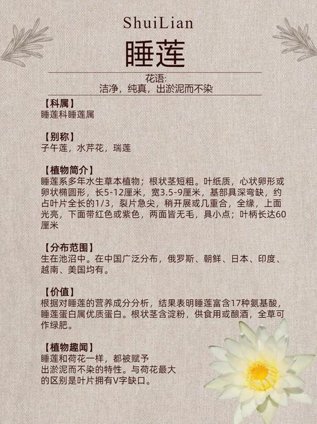 睡莲养护全攻略