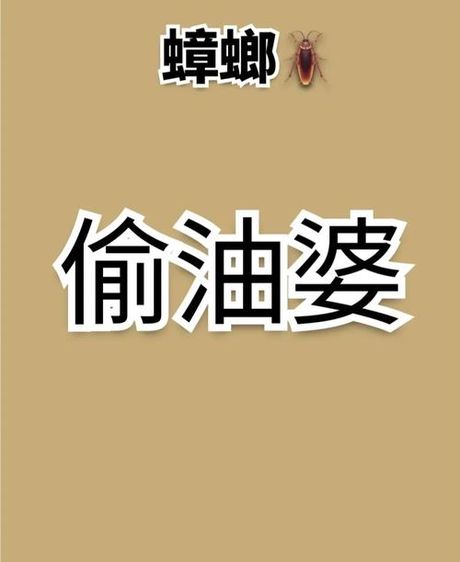 四川偷油婆：方言中的趣味与文化