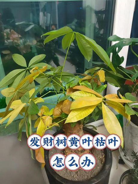 发财树叶子发黄的处理方法