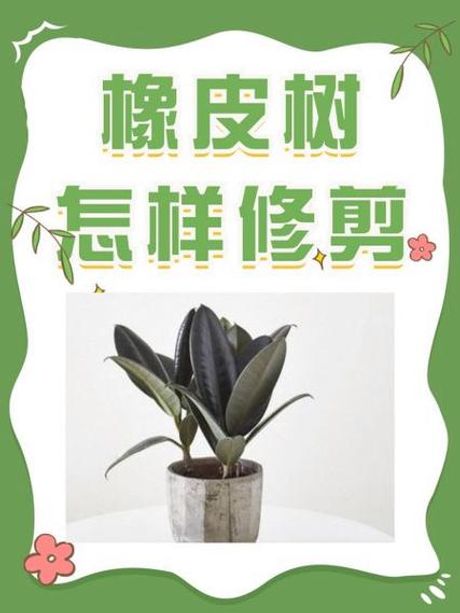 如何修剪橡皮树？
