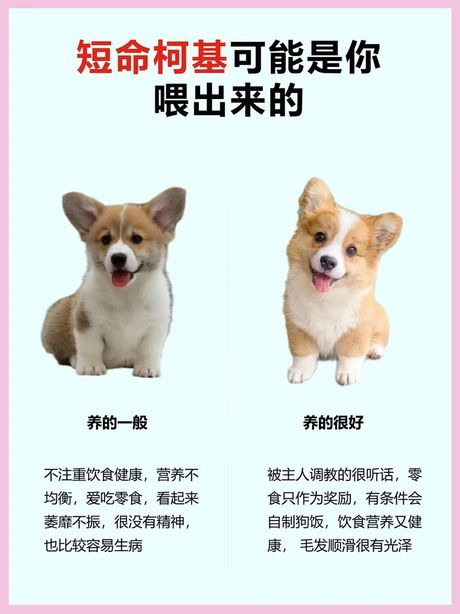 为什么柯基不能打