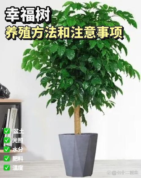 幸福树多久浇一次水：护理指南