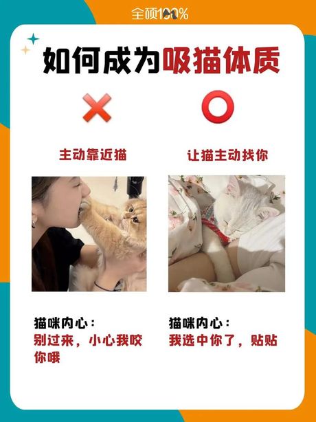 吸猫是什么意思