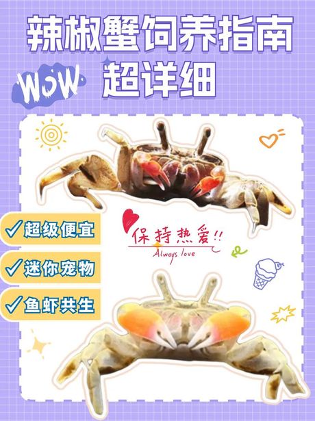 辣椒蟹怎么养，辣椒蟹的养殖方法与注意事项