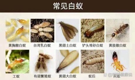 家里有白蚁怎么处理