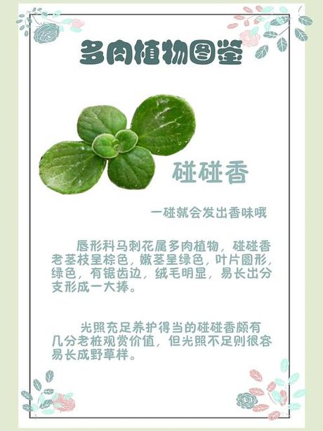 碰碰香的养护指南