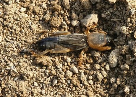 我的中国心伴奏：音乐与情感的融合