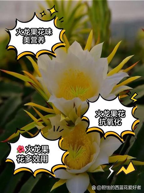 火龙果花的正确食用方式