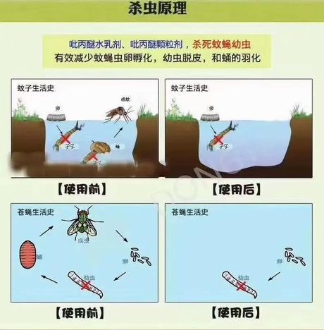 厕所里的蛆虫怎么清除，如何清除厕所里的蛆虫