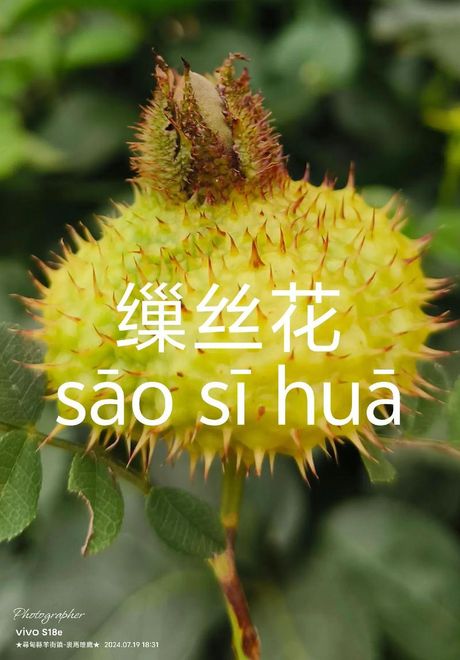 探索花的拼音：hua