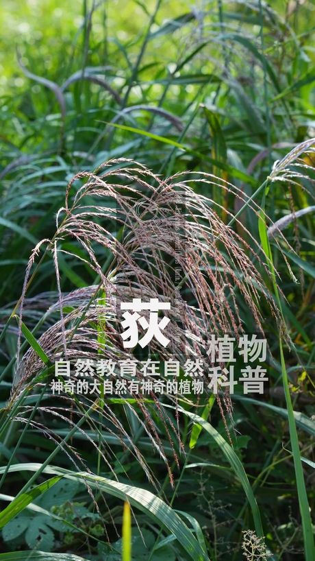 荻怎么读