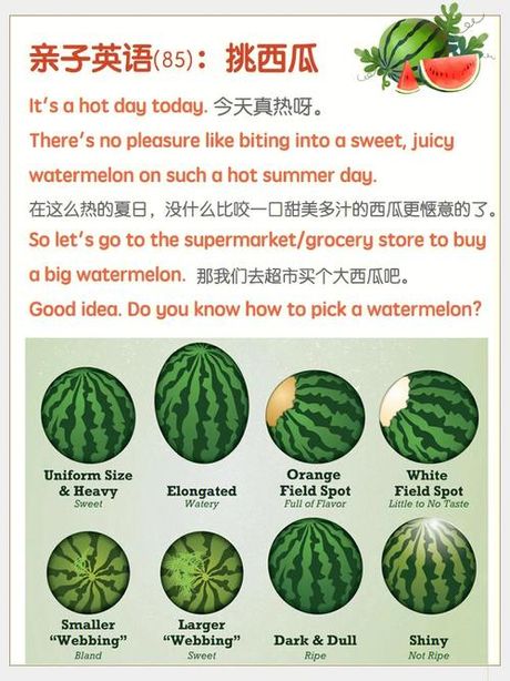 西瓜的英文怎么读