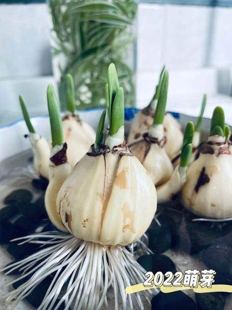 水仙花开花后怎么处理，水仙花开花后如何处理