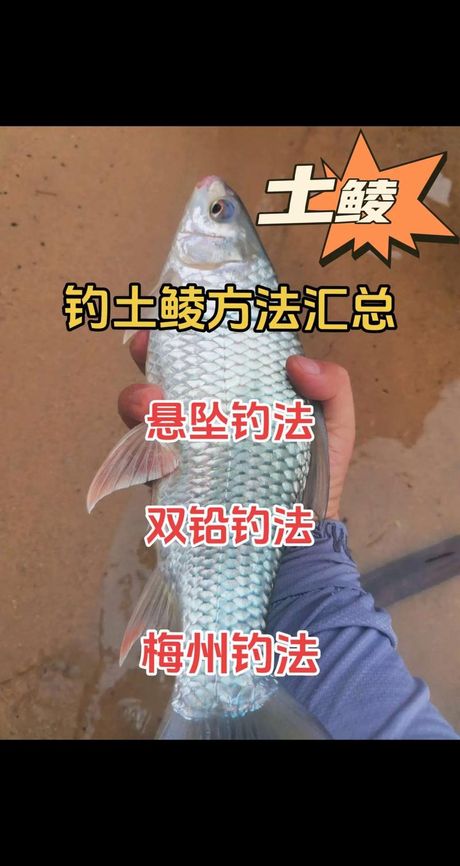 鮰鱼怎么钓