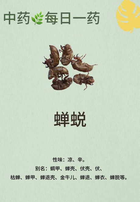 蝉蜕的意思