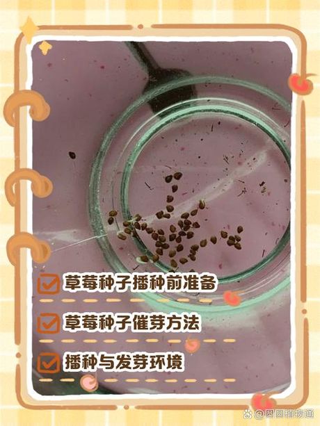 怎么种草莓种子