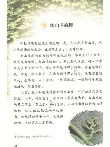 探索“脚”的奇妙组词