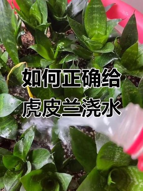 虎皮兰多久浇一次水