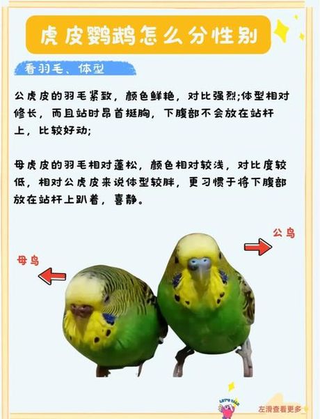 鹦鹉怎么分公母：多种方法助你辨别