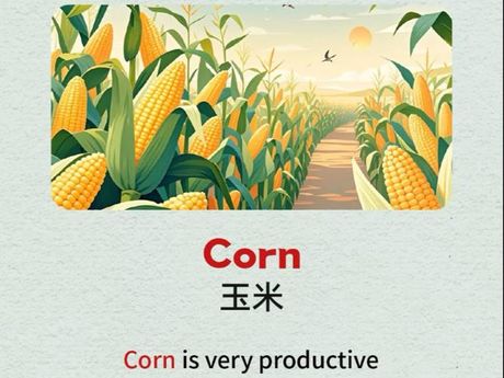 玉米英文怎么说，玉米的英文表达方式