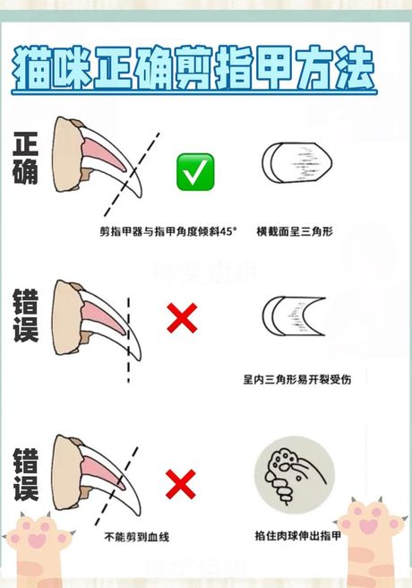 小猫多大可以剪指甲