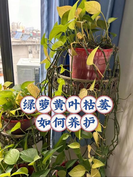 绿萝浇水全攻略：多久浇一次水最合适？