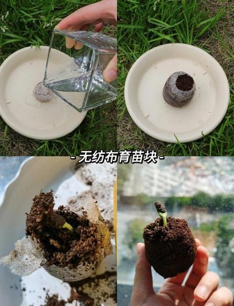 育苗块：现代园艺的小秘密