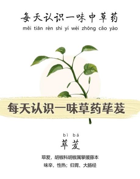 荜茇怎么读，荜茇读音与释义