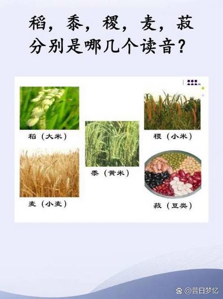 黍稷怎么读：探索古老汉字的发音之谜