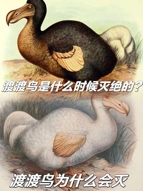 渡渡鸟：一个灭绝的故事