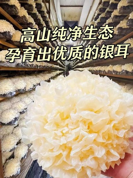 新鲜银耳的保存方法