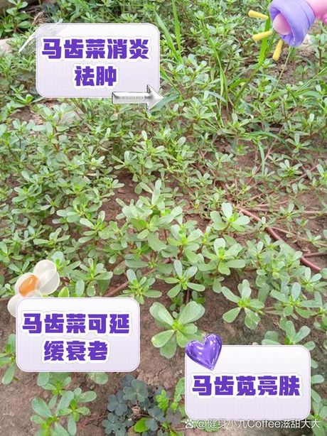 马齿菜的最佳食用方法