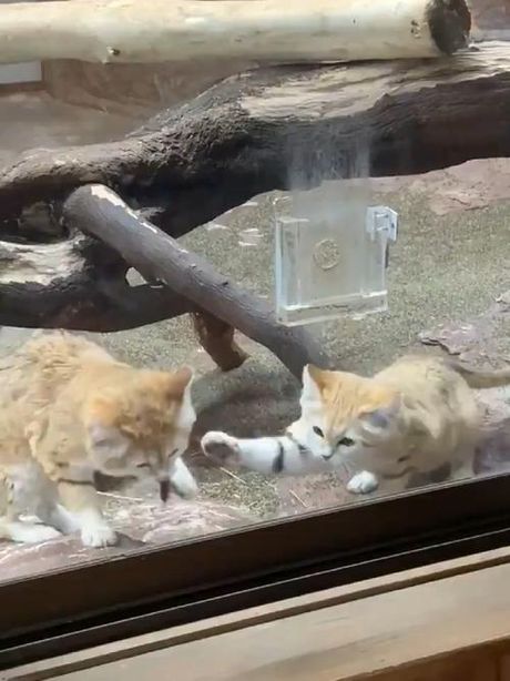 非法吸猫什么意思，非法吸猫