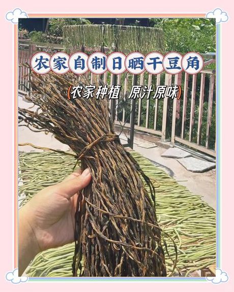 如何晒制干豆角：传统方法与现代技巧的结合