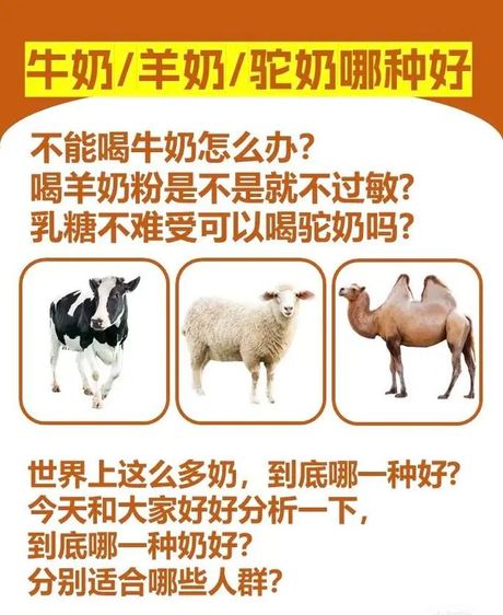 骆驼奶的价格与价值